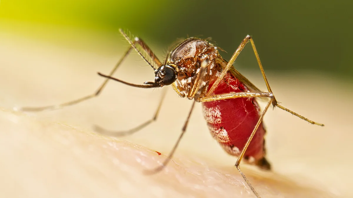Nyeri Sendi Berkepanjangan? Hati-hati Wabah Chikungunya