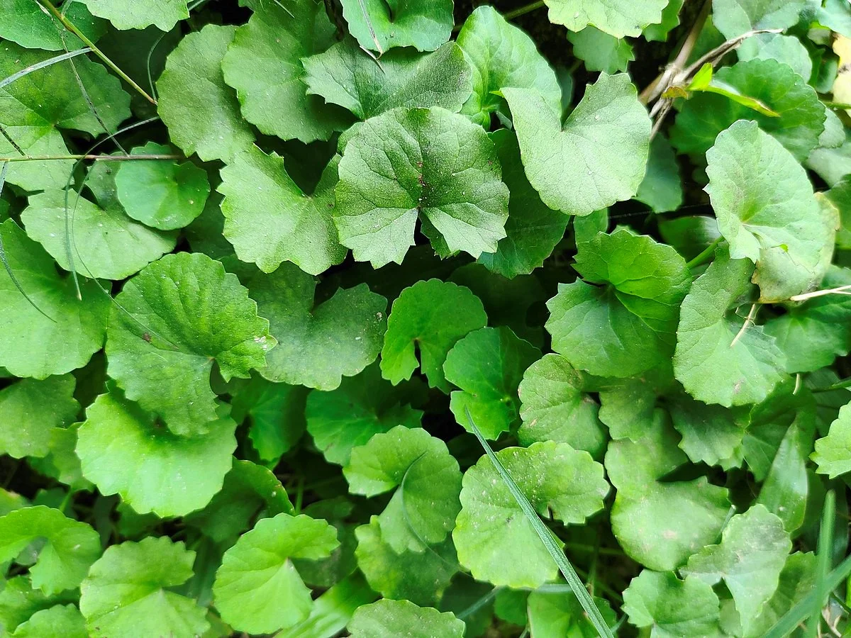  Bukan Hanya untuk Kecantikan, Centella Asiatica Punya Segudang Manfaat