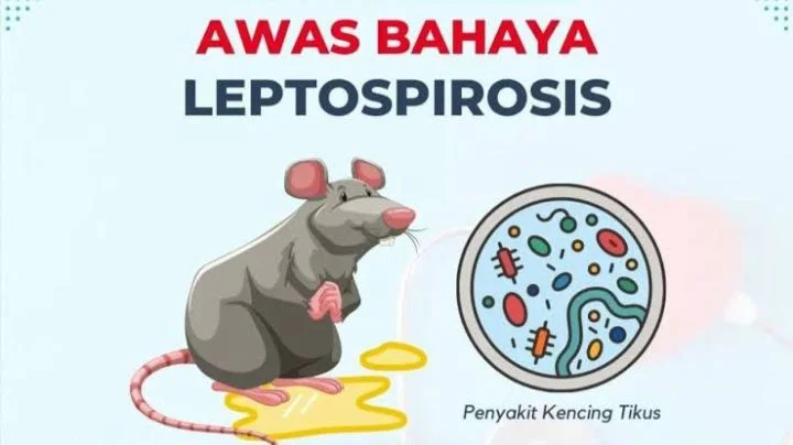 Waspada Leptospirosis! Air Kencing Tikus yang Mengancam Jiwa